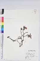 金毛杜鵑藏品圖，第1張