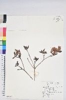 紅毛杜鵑藏品圖，第1張