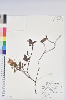 金毛杜鵑藏品圖，第1張