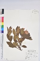 金毛杜鵑藏品圖，第1張