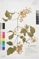 串鼻龍藏品圖，第1張