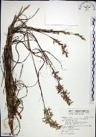 扭鞘香茅藏品圖，第1張