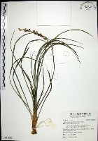 麥門冬藏品圖，第1張