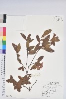 金毛杜鵑藏品圖，第1張