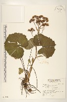 臺灣款冬藏品圖，第1張