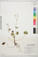 鹿場毛茛藏品圖，第1張