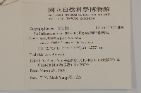 阿里山繁縷藏品圖，第2張