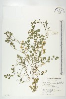 台灣碎米薺藏品圖，第1張