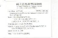 台灣碎米薺藏品圖，第2張