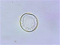 長梗紫麻藏品圖，第1張