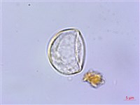 長梗紫麻藏品圖，第2張