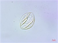 長梗紫麻藏品圖，第3張