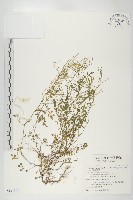 台灣碎米薺藏品圖，第1張