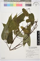 亨利氏鐵線蓮藏品圖，第1張