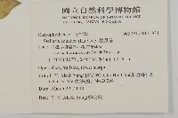 鵝兒腸藏品圖，第2張