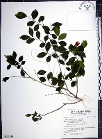 月橘藏品圖，第1張