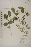 薄葉艾納香藏品圖，第1張