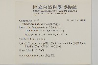 薄葉艾納香藏品圖，第2張