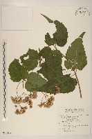 腺葉澤蘭藏品圖，第1張