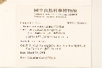 腺葉澤蘭藏品圖，第2張
