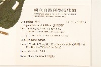 腺葉澤蘭藏品圖，第2張