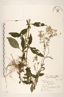 一枝香藏品圖，第1張