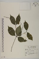 登錄號:S131944藏品圖，第1張