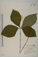 臺灣及己藏品圖，第1張