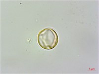 旋莢木、錐序蛛毛苣苔藏品圖，第1張