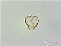 旋莢木、錐序蛛毛苣苔藏品圖，第2張