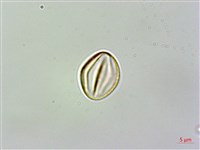 旋莢木、錐序蛛毛苣苔藏品圖，第3張