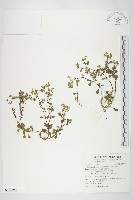 星果佛甲草藏品圖，第1張