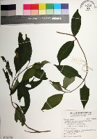 台北玉葉金花藏品圖，第1張