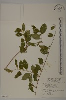 光果南蛇藤藏品圖，第1張