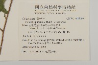 光果南蛇藤藏品圖，第2張