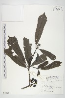 桃葉珊瑚藏品圖，第1張