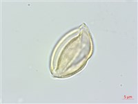 通條樹，喜馬山旌節花藏品圖，第1張