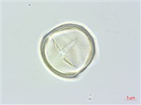 通條樹，喜馬山旌節花藏品圖，第2張