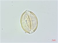 通條樹，喜馬山旌節花藏品圖，第3張