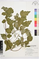 串鼻龍藏品圖，第1張