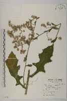 臺灣梣藏品圖，第1張