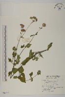 紫花霍香薊藏品圖，第1張