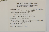 紫花霍香薊藏品圖，第2張