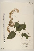 腺葉澤蘭藏品圖，第1張