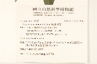 腺葉澤蘭藏品圖，第2張