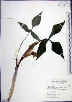 申跋、油跋、小天南星藏品圖，第1張