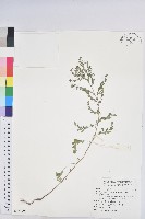 小返魂藏品圖，第1張