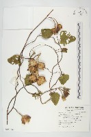 盒果藤藏品圖，第1張