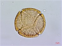 齒果酸模藏品圖，第1張