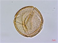 齒果酸模藏品圖，第2張